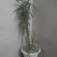 نخل مرداب با گلدان