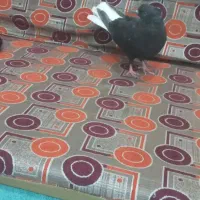 کبوتر اشعل|پرنده|اهواز, کوی مندلی(سه راه خرمشهر)|دیوار