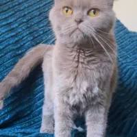 گربه اسکاتیش ماده بالغ