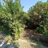 باغ شمس آباد بنوار. شامی دز فول