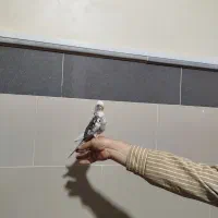 عروس هلندی البینو دوکت|پرنده|جوین, |دیوار