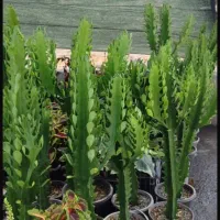 گل های آپارتمانی