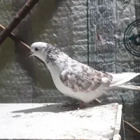 کفتر تهرانی پریشی