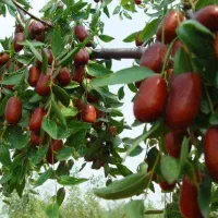 تولید نهال عناب اوکراینی