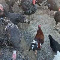 تعدادی خروس برهما بوقلمون نر سنگین وخروس گلین