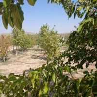 باغ گیلاس وبادام|فروش دفتر صنعتی، کشاورزی، تجاری|سامان, |دیوار