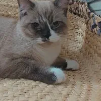 گربه رگدال ۹ماهه