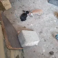 خرگوش|موش و خرگوش|مسجد سلیمان, |دیوار