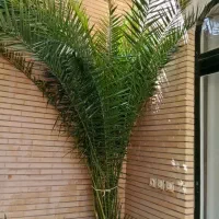 نخل زیبا وبلند|گل و گیاه طبیعی|اصفهان, خواجو|دیوار