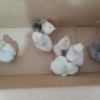 مرغ و خروس برهما