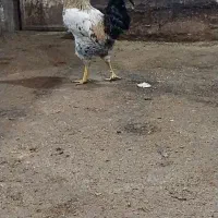 خروس محلی مناسب برای قربانی|حیوانات مزرعه|سلمان‌شهر, |دیوار