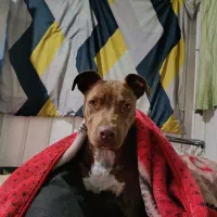 واگزاری پیت بول اصیل|سگ|تهران, جنت‌آباد شمالی|دیوار