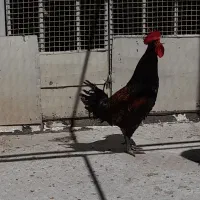 یک عددخروس محلی