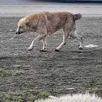 سگ گوسفند آلابای