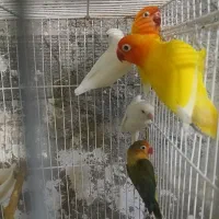 طوطی برزیلی کوتوله