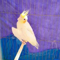 مفت عروس معامله ای|پرنده|بیرجند, |دیوار