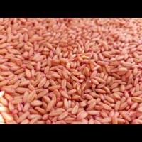 فروش گندم دیم وآبی گواهی شده
