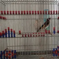 سهره لرستان