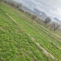 زمین زراعی