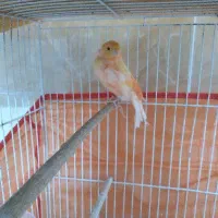 ماده قناری  کاشمر کاشمر