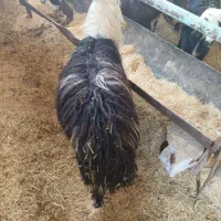 گوسفند عوسی و بز نر|حیوانات مزرعه|خرمشهر, |دیوار