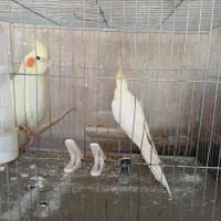 پرنده