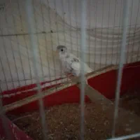 مرغ عشق|پرنده|جیرفت, |دیوار