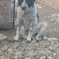 سگ گله ای