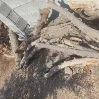 چوب خشک مخصوص ذغال|خدمات باغبانی و درختکاری|خمینی‌شهر, |دیوار