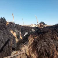 50عدد بزغاله فروشی|حیوانات مزرعه|تفتان, |دیوار