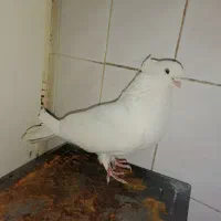 کفتر زیبا ماده