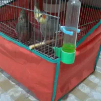 فروش فوری عروس هلندی|پرنده|گلپایگان, |دیوار