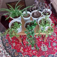 گل طبیعی خانگی