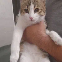 گربه نر5 ماهه DSHواگذاری رایگان