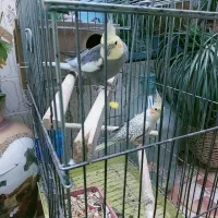 عروس هلندی مولد