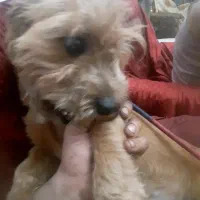 سگ زیبای شیتزو ترییر