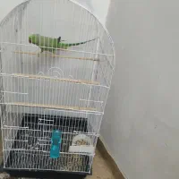 ملنگو سخنگو نر