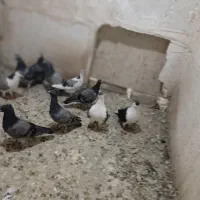 حدود 20عدد کبوتر