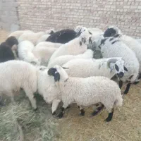 ۱۸راس بره چاق