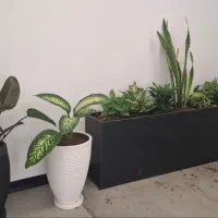 خدمات باغبانی در محل تعویض خاک گلدان منزل وشرکت|خدمات باغبانی و درختکاری|تهران, پاسداران|دیوار