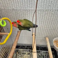 کوتوله برزیلی|پرنده|صدرا-فارس, فاز ۱|دیوار