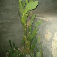 کاکتوس|گل و گیاه طبیعی|قم, قلعه کامکار|دیوار