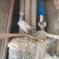 بزک|پرنده|تربت جام, مسکن مهر|دیوار