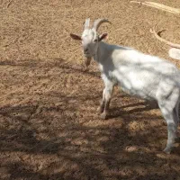 نر سانن اصل و کهره سانن|حیوانات مزرعه|یزد, |دیوار