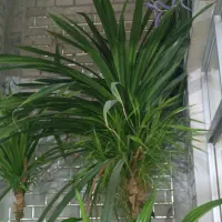 گل پاندانوس|گل و گیاه طبیعی|شاهینشهر, دهخدا|دیوار