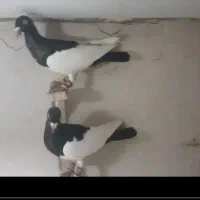 دنش|پرنده|مشهد, شهید معقول|دیوار