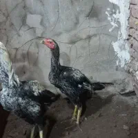 دو عدد جوجه خروس(بچه)