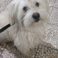 واگذاری سگ شیتزوتریر