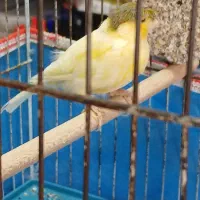 قناری گلاستر خوشکل