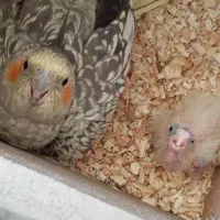 جفت عروس هلندی کار داده|پرنده|مهاباد (آذربایجان غربی), |دیوار